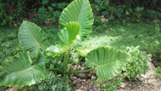 虫と暮らすための防虫対策。