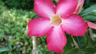 50代前半がリミット？人生時計を意識して始める「新しいこと」と健康寿命の過ごし方