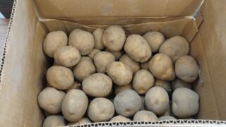 北海道のジャガイモを沖縄（宮古島）で。
