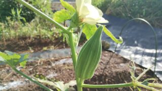 【実りの秋】わが家の庭で収穫ラッシュ！育てた野菜・果物をご紹介