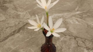 スギ花粉がない幸せ!宮古島への移住で長年の悩みから解放された話