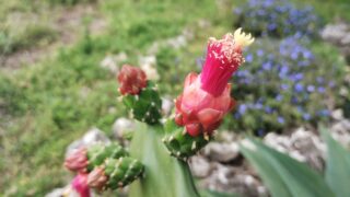 ウチワサボテンの魅力！美しいピンクの花と予測不能な成長を楽しむ。