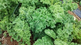 宮古島で家庭菜園初心者が奮闘！諦めずに育てた野菜・果物・ハーブ大公開