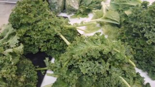 家庭菜園で高値のケールを植えて節約！栄養を逃さない冷凍保存テクニック