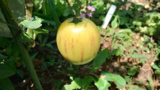 家庭菜園におススメなフルーツ「ペピーノ」。