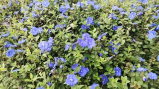 植えっぱなしでOK！アメリカンブルーを庭いっぱいに増やす超簡単テクニック