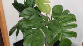 観葉植物にモンステラをチョイス！最適・最強だと思う4つの理由