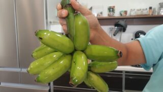 ついに！島バナナを初収穫して食べてみました。