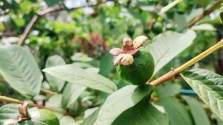 グアバの実がグングン成長中！