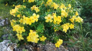アラマンダの花が満開です。