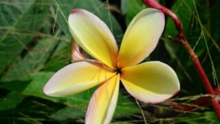 【南国ガーデニング】美しいプルメリア・あま～い香りは天然の芳香剤