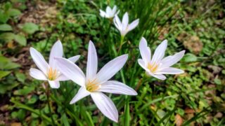 【南国ガーデニング】3年越しで報われた!平屋の周りを彩る「ゼフィランサス」の満開