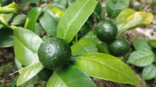 植えっぱなしで育ったシークワーサー！お気に入りの簡単活用レシピ。