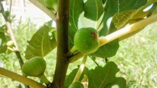 【庭の記録】5年越しの粘りが結実！枯れかけた苗から守り育てた「思い出のイチジク」