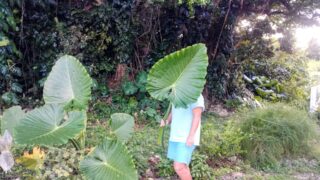 【宮古島暮らし】まるでトトロの世界!巨大な「クワズイモ」が庭に自生する驚きの光景