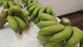 1本の木から86個!島バナナの収穫ラッシュと元シェフ夫の活用プラン