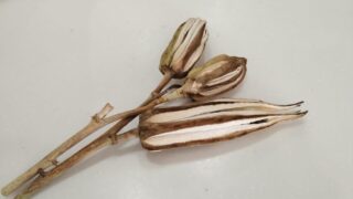 【家庭菜園】種を採れば楽しみは2倍、費用はゼロ！「自家採種」でつなぐわが家の庭