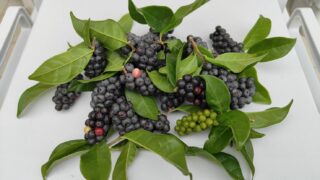 【2025年】宮古島シマヤマヒハツの贅沢ジュース！島ならではの繋がりで健康に