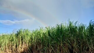 【離島のゆとり】東京では半日がかり、宮古島では1時間？初めての免許更新で驚いたこと