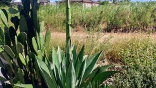 【南国ガーデン】一生に一度の奇跡？アガベ・オバティフォリアに「塔立ち」が発生！