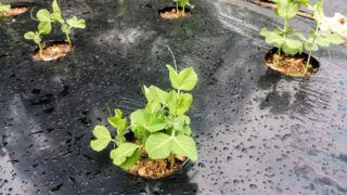 大好評のスナップエンドウ！移住後の家庭菜園挑戦で広がる交流