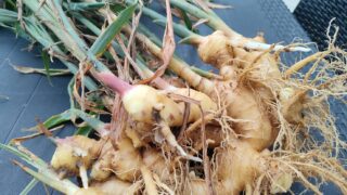 【宮古島】ひとり農園の情熱に脱帽!やる気が良縁を呼ぶ、運を味方にする生き方