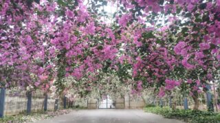 【冬の宮古島】おすすめの観光スポット・ユートピアファームのブーゲンビレアが圧巻!