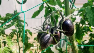 自家採種で繋ぐ2年目のアトミックグレープトマト！宮古島の太陽が育む「宝石」の魅力