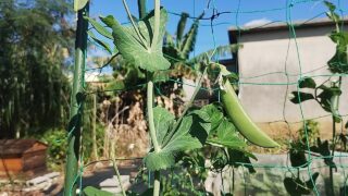 宮古島でプチ自給自足。わが家で採れた種から育てる「3年目のスナップエンドウ」