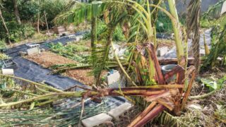 宮古島に大型台風直撃|停電・断水・庭の崩壊…移住先で経験した台風9号の恐怖と備え