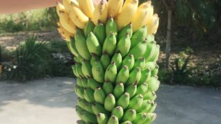 【宮古島】100個に1個の奇跡?!台風の後に届いた芸術的な「島バナナ」が凄すぎる